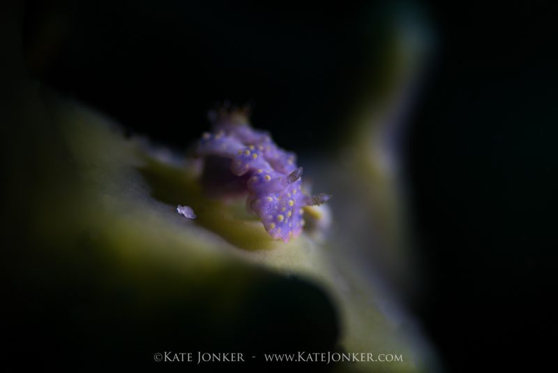 Top tips for photographing nudibranchs
