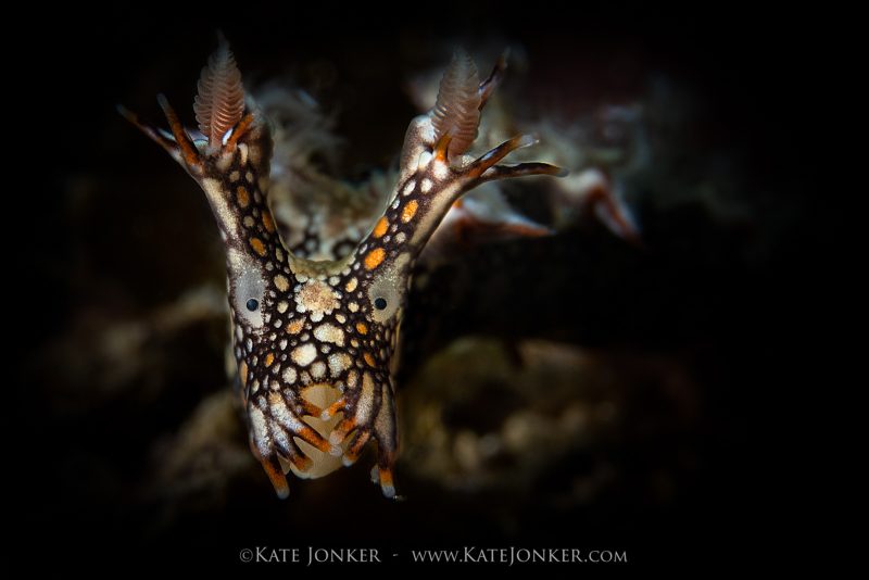 How to photograph nudibranch