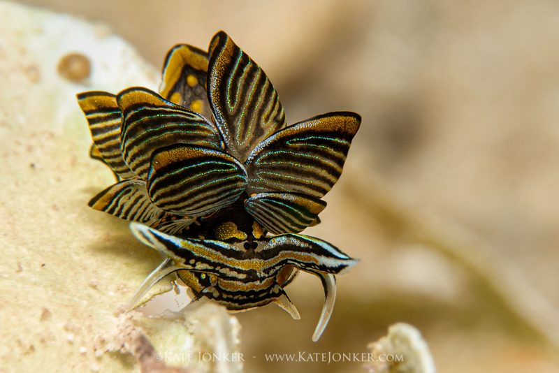 nudibranch photography