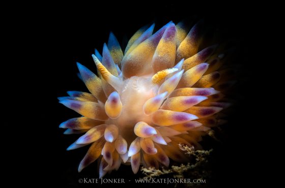 Beautiful nudibranch photography