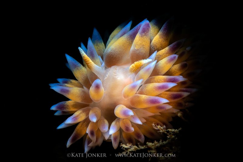 Beautiful nudibranch photography