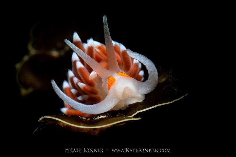Photographing nudibranches