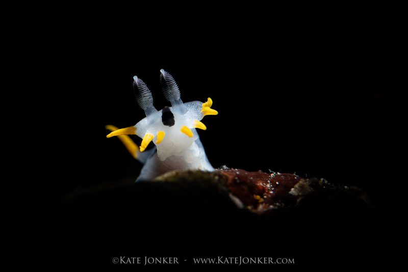 How to photograph nudibranch