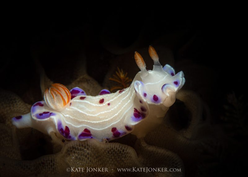 How to photograph nudibranchs