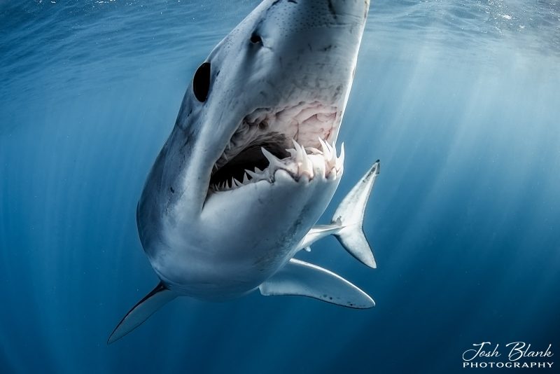 How to photograph mako sharks