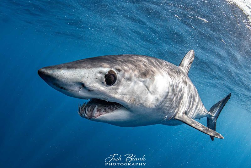 Photographing mako sharks