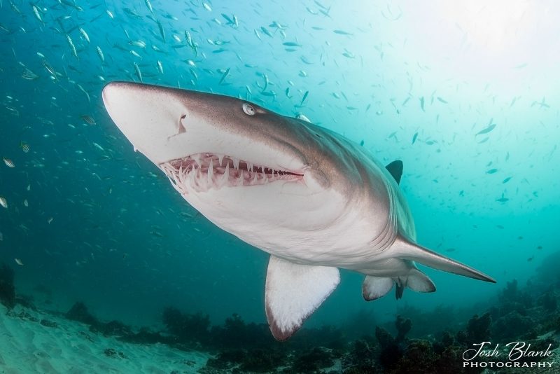 Grey nurse shark photograph