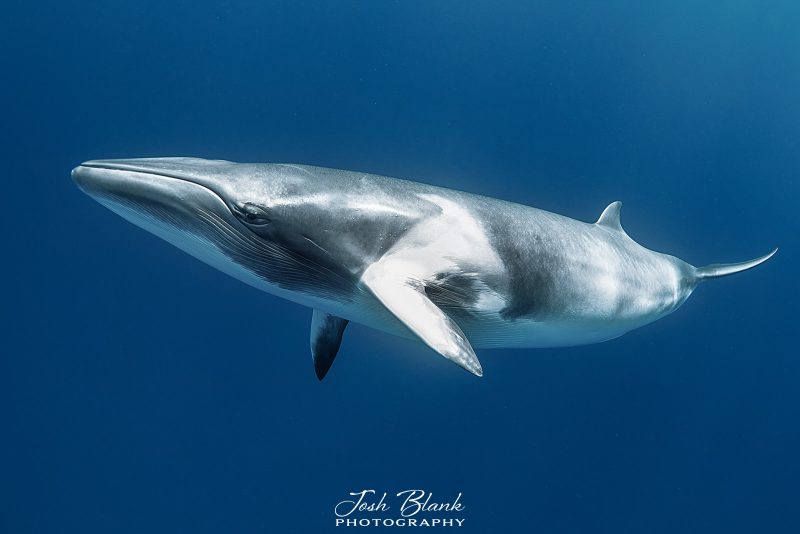 Dwarf minke whale photograph