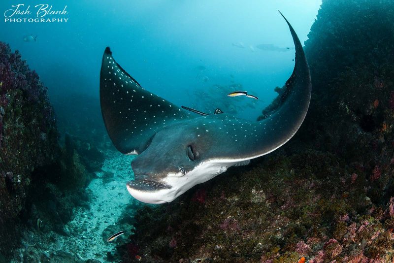 Photographing animals underwater