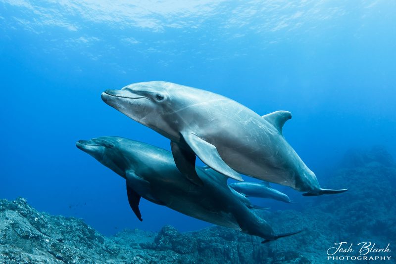 How to photograph dolphins underwater