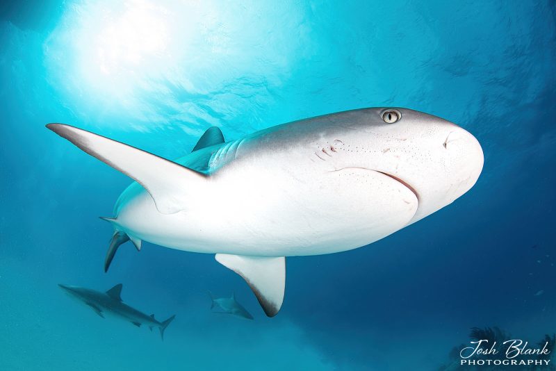 How to photograph sharks