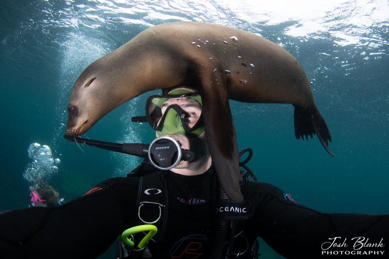 How to photograph seals underwater
