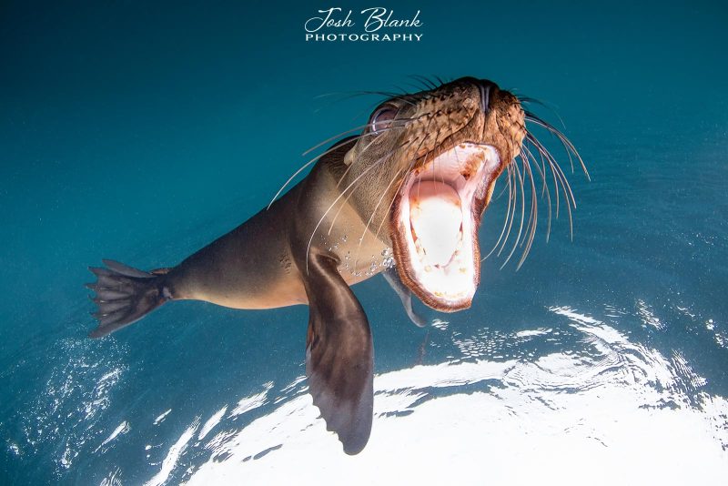 How to photograph animals underwater