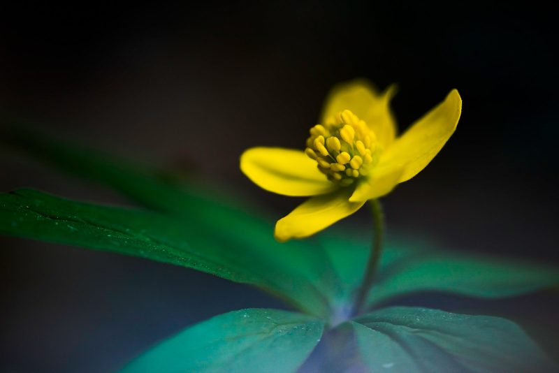 detailed flower photography