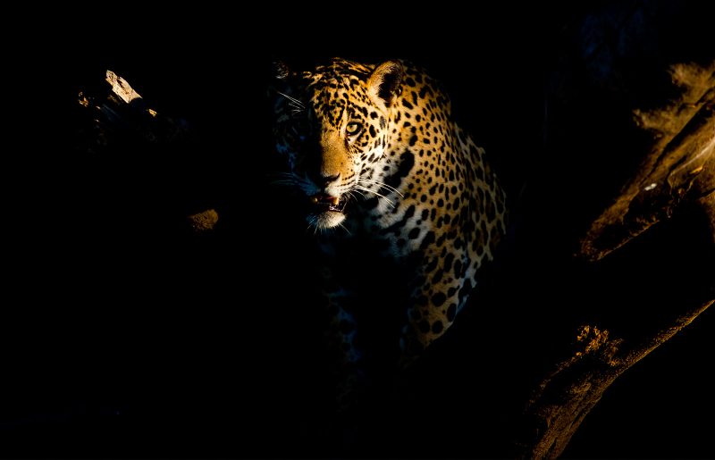 how to photograph jaguars in Pantanal