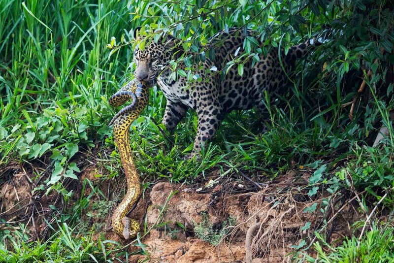 Jaguar hunting photography