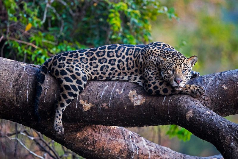 top wildlife photography tips for photographing jaguars