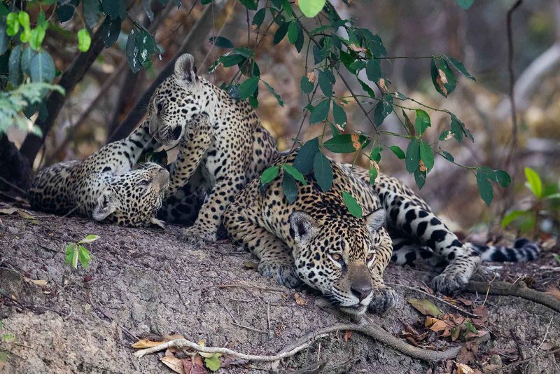 mother jaguar with cubs photograph