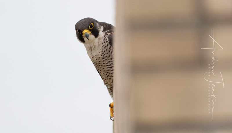 how to photograph peregrine falcons in cities