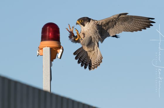 how to photograph peregrine falcons