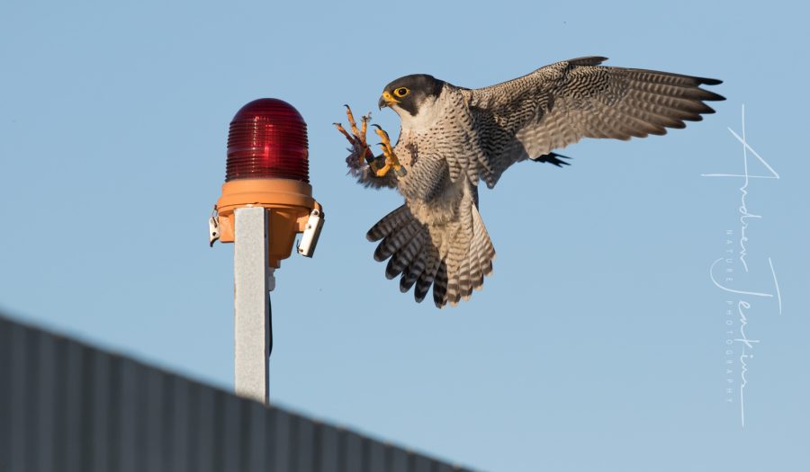 how to photograph peregrine falcons