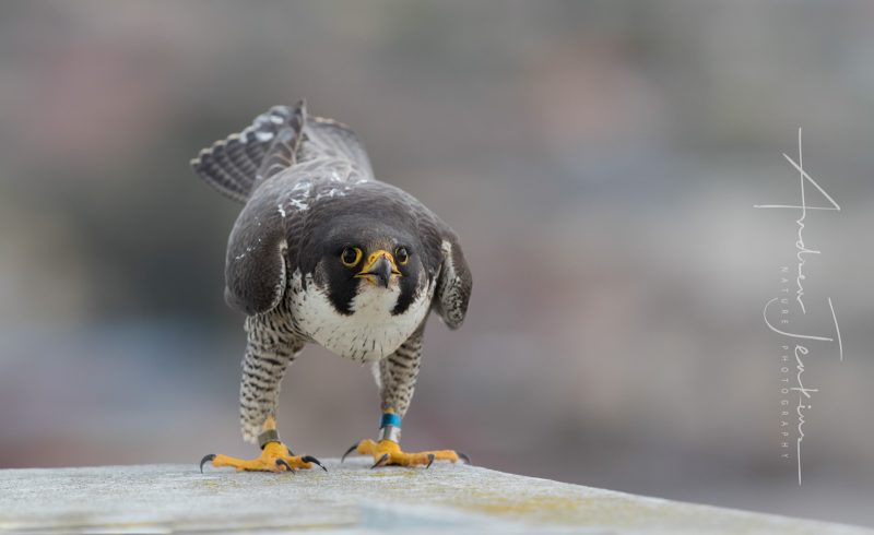 how to photograph peregrines