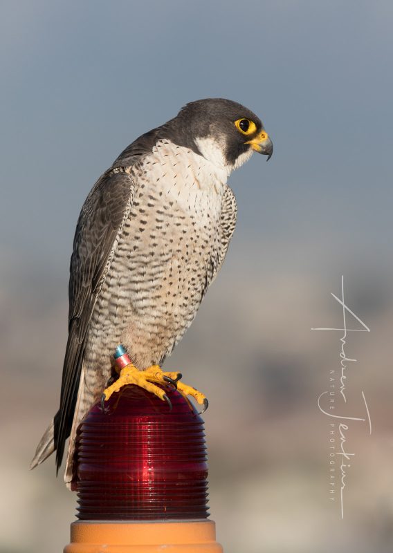 urban peregrine falcon photography tips