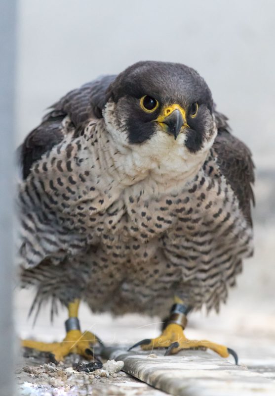 urban peregrine falcon photograph