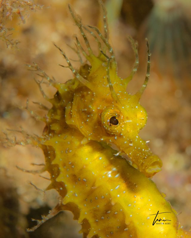 Photographing a seahorse