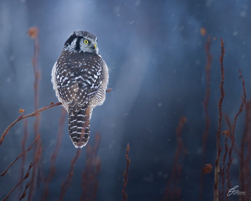 Photographing owls in urban environments