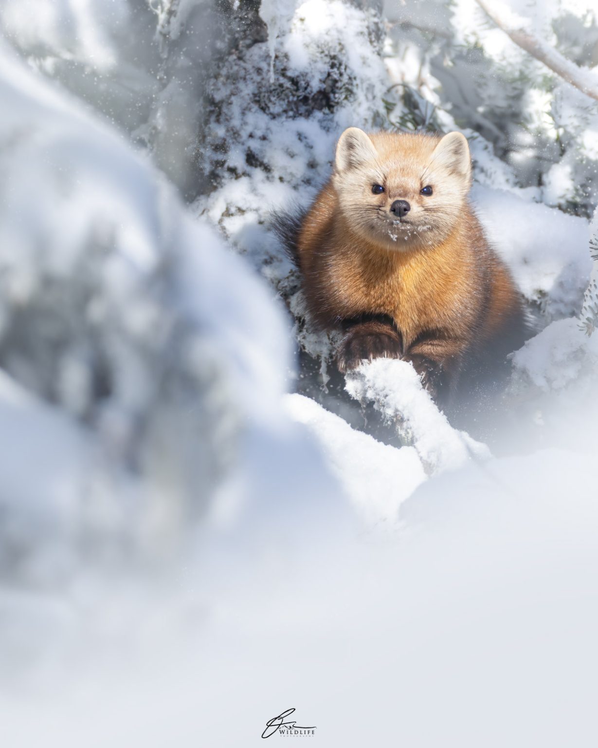 Wildlife Photography Guide to Quebec, Canada - Nature TTL