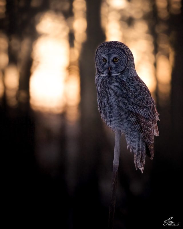 How to photograph owls