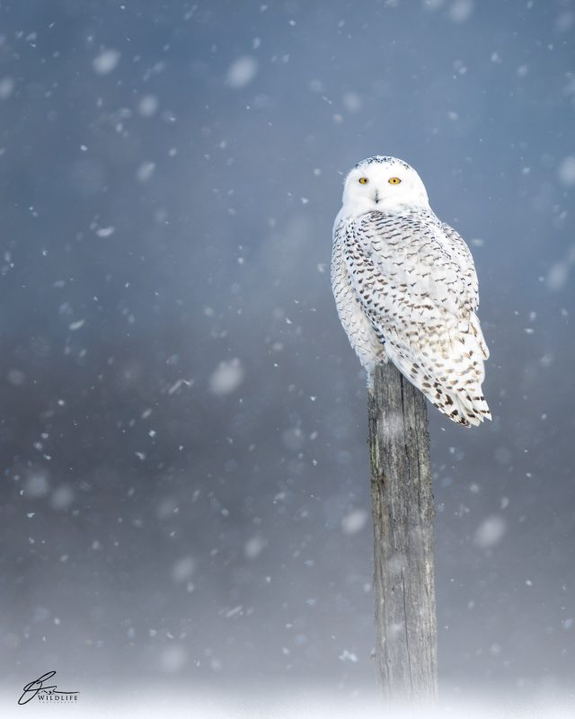 How to photograph snowy owls