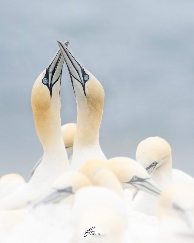photographing gannets in Quebec, Canada