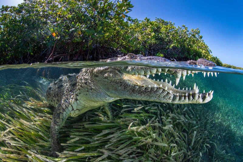 Interview with underwater photographer Alex Mustard