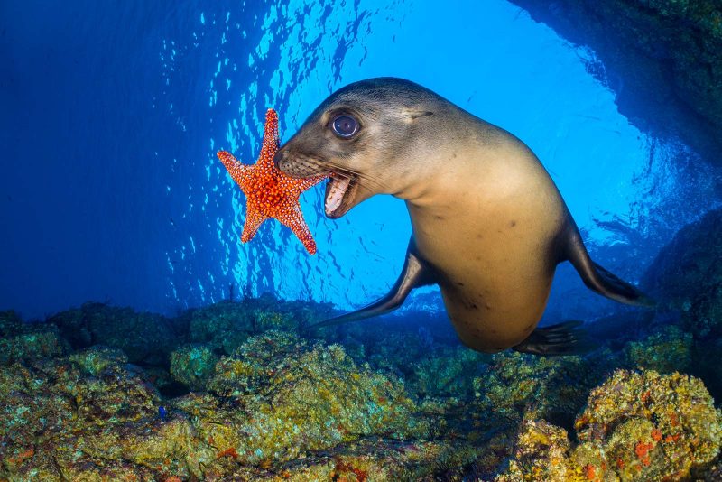 Seal and starfish Alex Mustard underwater photography