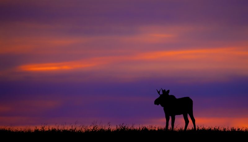 moose silhouette in sunset photography