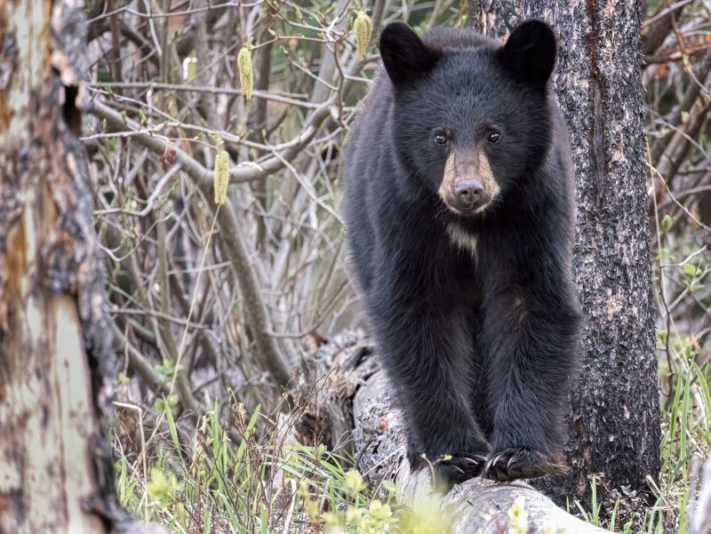 Bear cub on tree photograph