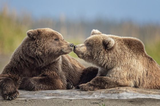 grizzly bear tender moment photography