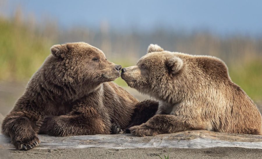 grizzly bear tender moment photography