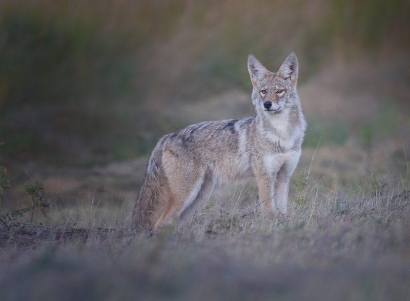 coyote boreal forest photography