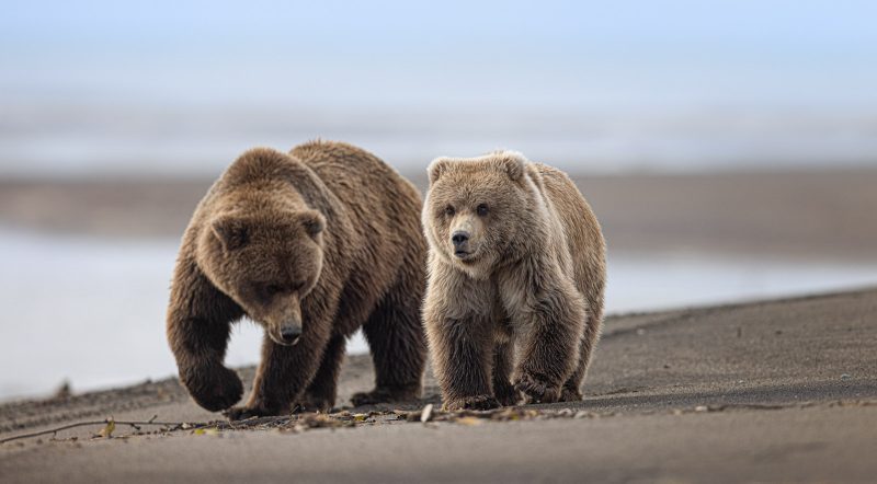 bear cub and mum walking on beach photography grizzly bear
