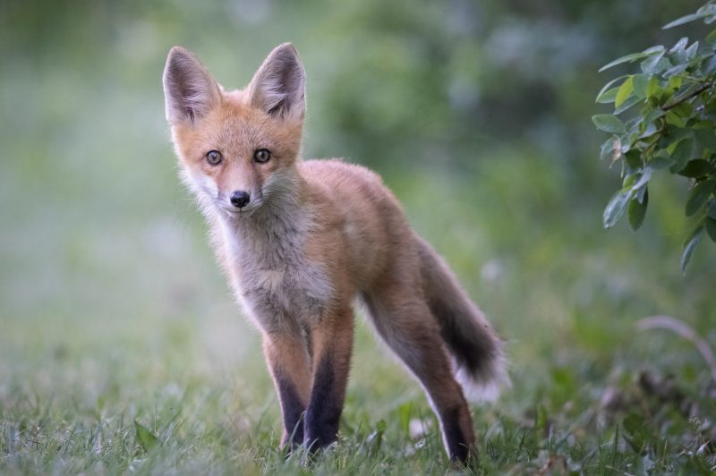 fox kit photography