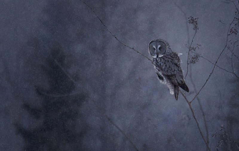 Owl in blizzard photography