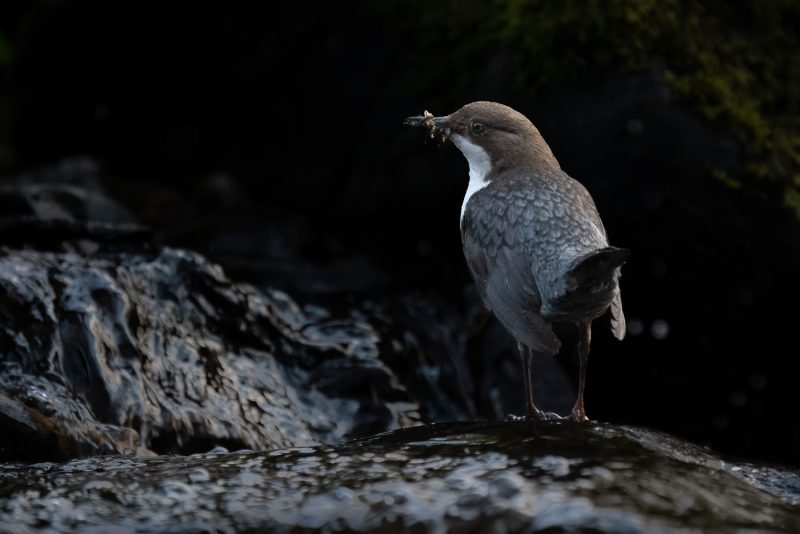 How to photograph dippers in spring