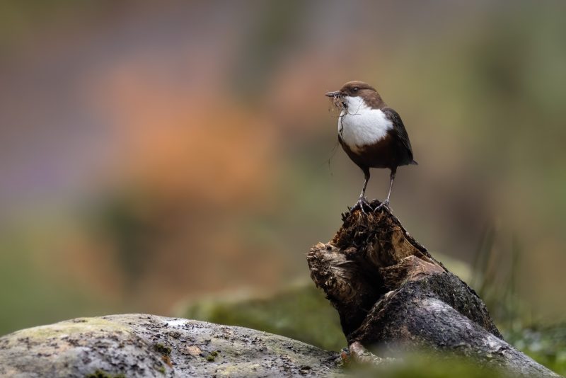 how to photograph dippers