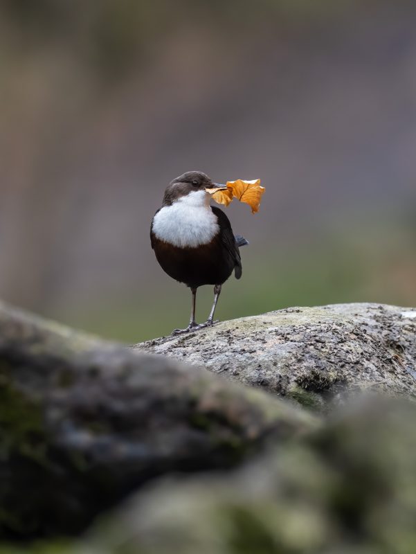 Photographing dippers in spring