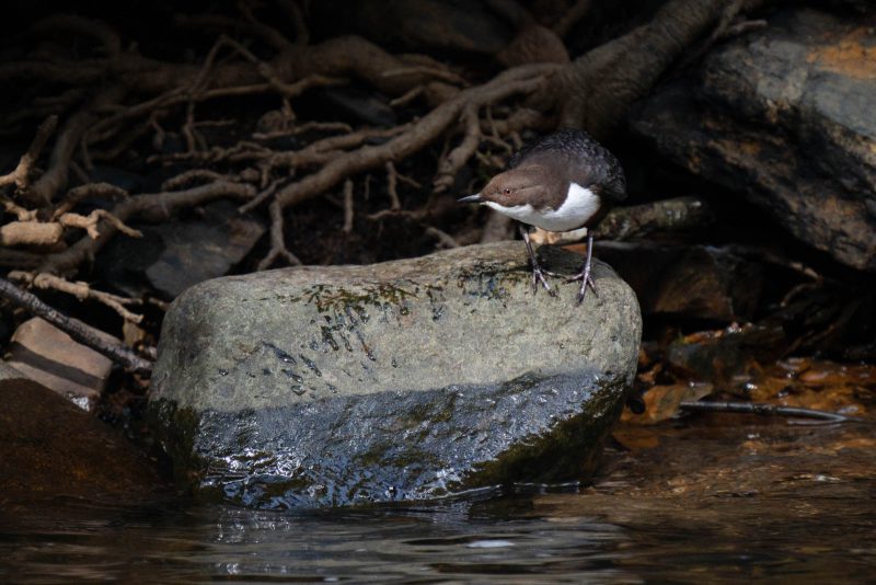 dipper hunting photography