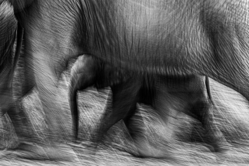 elephant and intentional camera movement