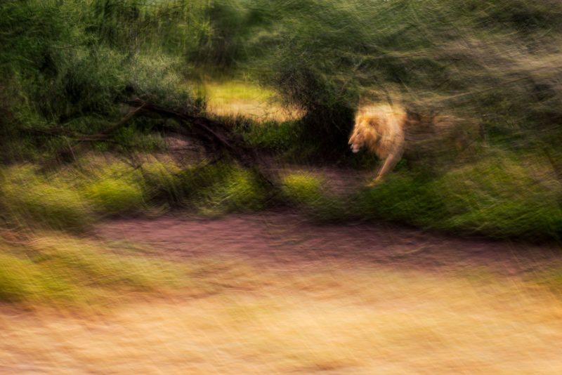 using intentional camera movement in photography